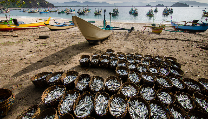 Fisheries and Aquatic Studies